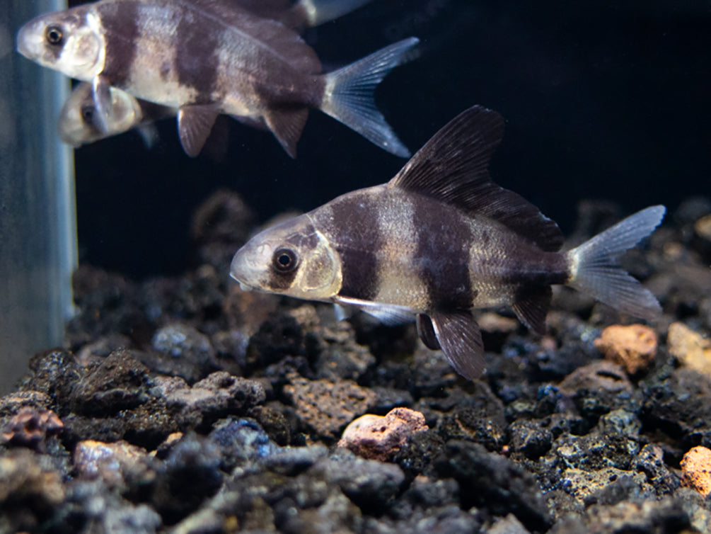 Chinese Hi Fin Banded Shark Loach (Myxocyprinus asiaticus), Captive-Bred!