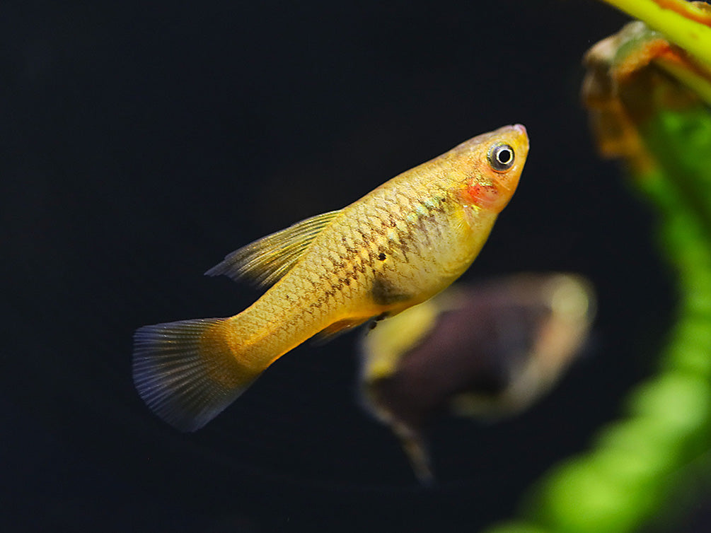 Hi Fin Yellow Variatus Platy (Xiphophorus variatus) – Locally Bred!