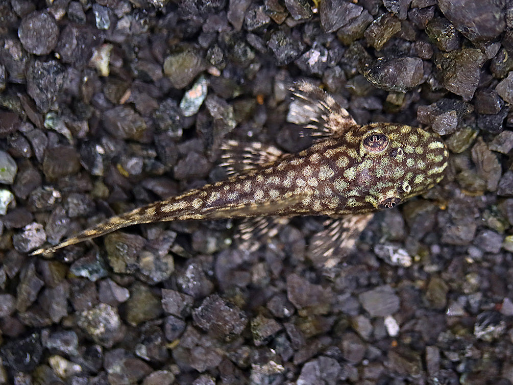 Honeycomb Bristlenose Pleco (Ancistrus sp. “Wabenmuster”) – Tank Bred