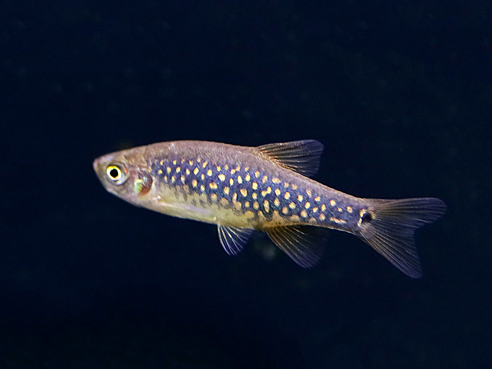 Celestial-Emerald Danio Hybrid AKA Hybrid Galaxy Microrasbora (Danio margaritatus x Danio erythromicron) – Tank Bred
