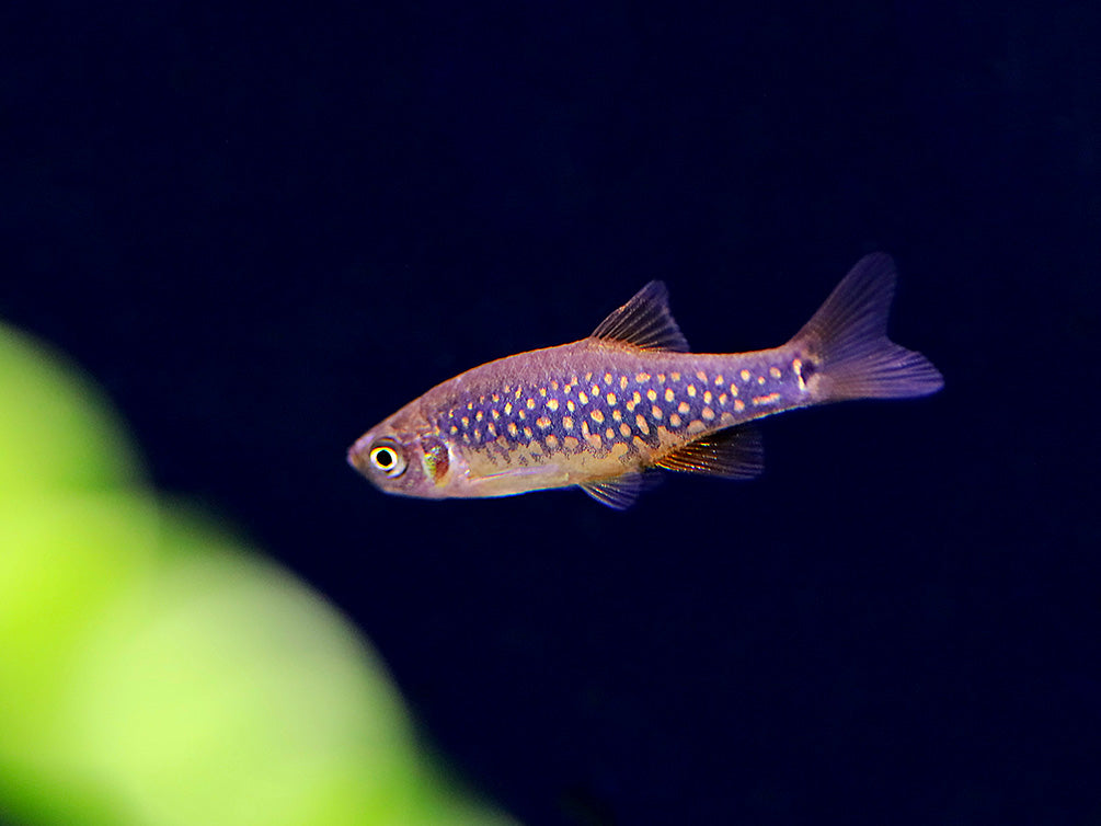 Celestial-Emerald Danio Hybrid AKA Hybrid Galaxy Microrasbora (Danio margaritatus x Danio erythromicron) – Tank Bred