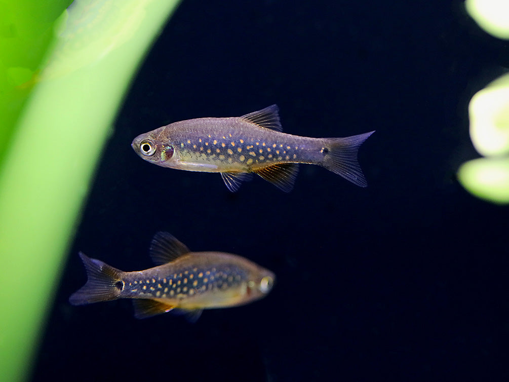 Celestial-Emerald Danio Hybrid AKA Hybrid Galaxy Microrasbora (Danio margaritatus x Danio erythromicron) – Tank Bred