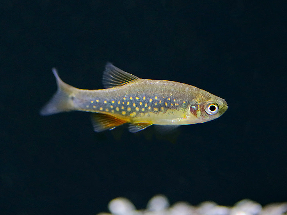 Celestial-Emerald Danio Hybrid AKA Hybrid Galaxy Microrasbora (Danio margaritatus x Danio erythromicron) – Tank Bred