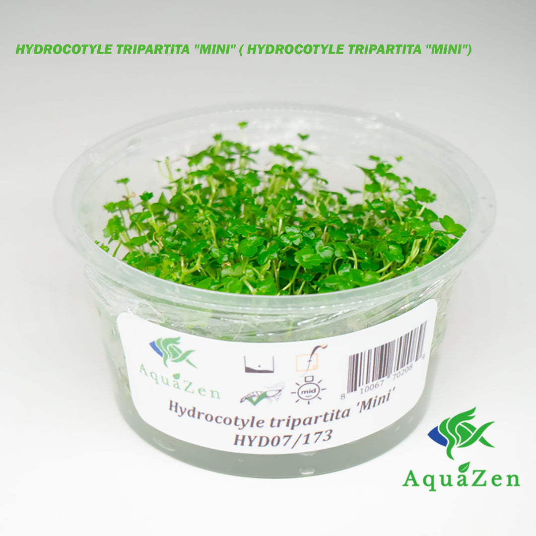  HYDROCOTYLE TRIPARTITA "MINI" ( HYDROCOTYLE TRIPARTITA "MINI") - Tissue Culture