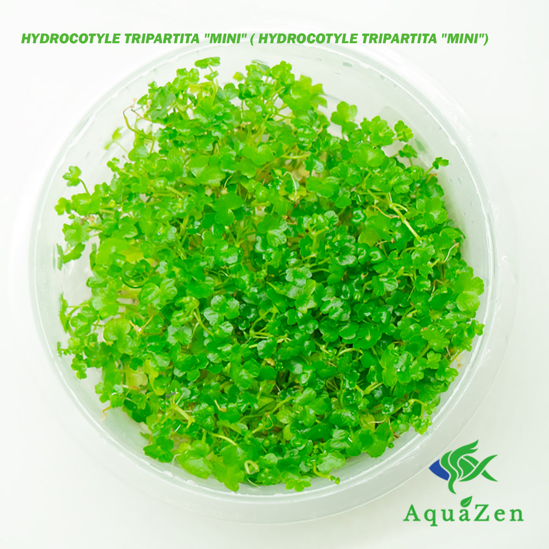  HYDROCOTYLE TRIPARTITA "MINI" ( HYDROCOTYLE TRIPARTITA "MINI") - Tissue Culture