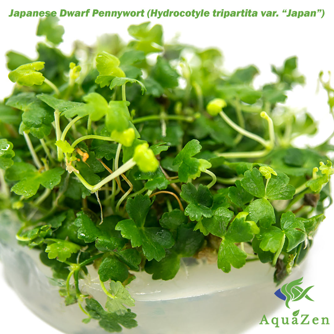 Japanese Dwarf Pennywort (Hydrocotyle tripartita var. “Japan”) Tissue Culture