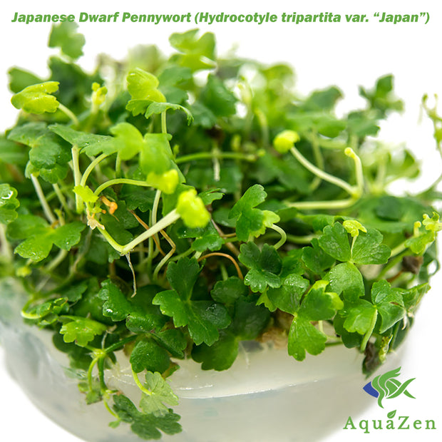 Japanese Dwarf Pennywort (Hydrocotyle tripartita var. “Japan”) Tissue Culture