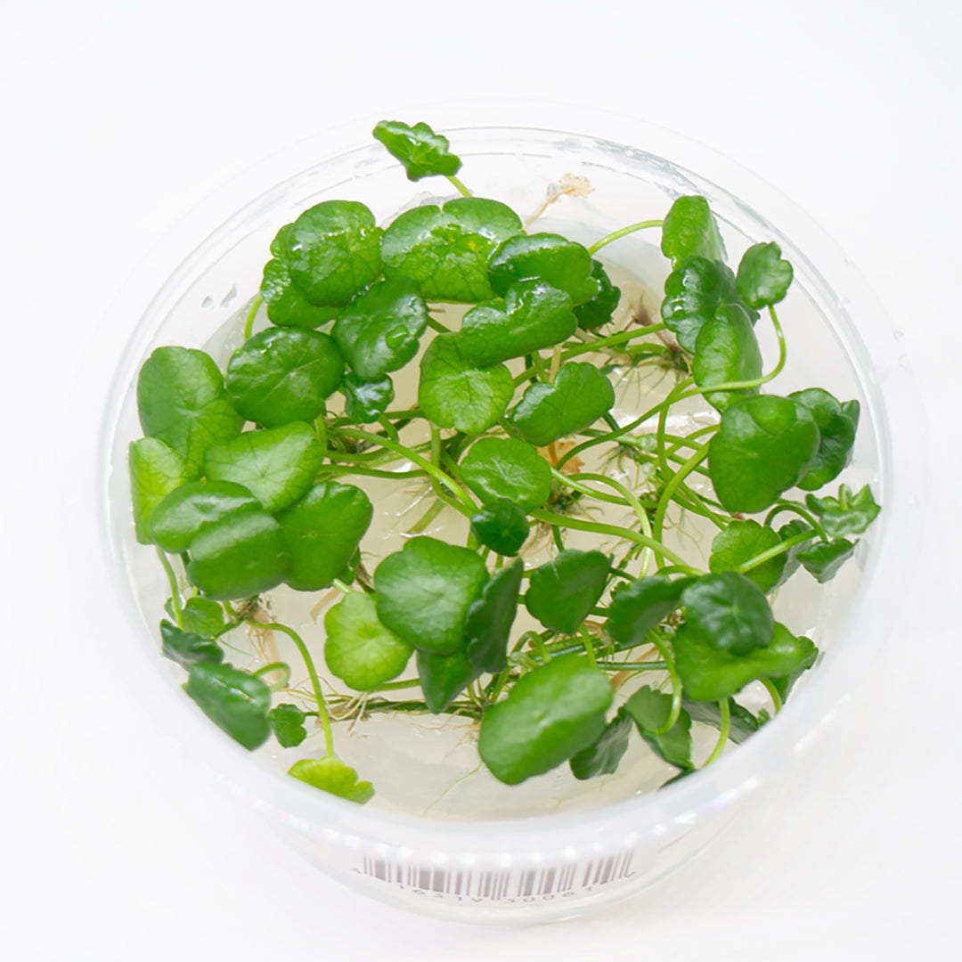 Whorled Pennywort (Hydrocotyle Verticillata) Tissue Culture