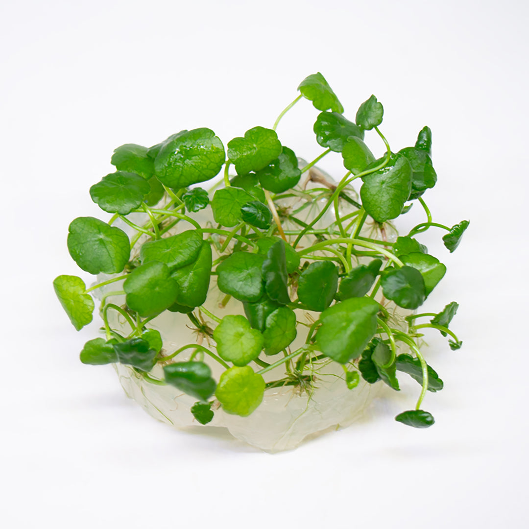 Whorled Pennywort (Hydrocotyle Verticillata) Tissue Culture