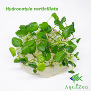 Whorled Pennywort (Hydrocotyle Verticillata) Tissue Culture