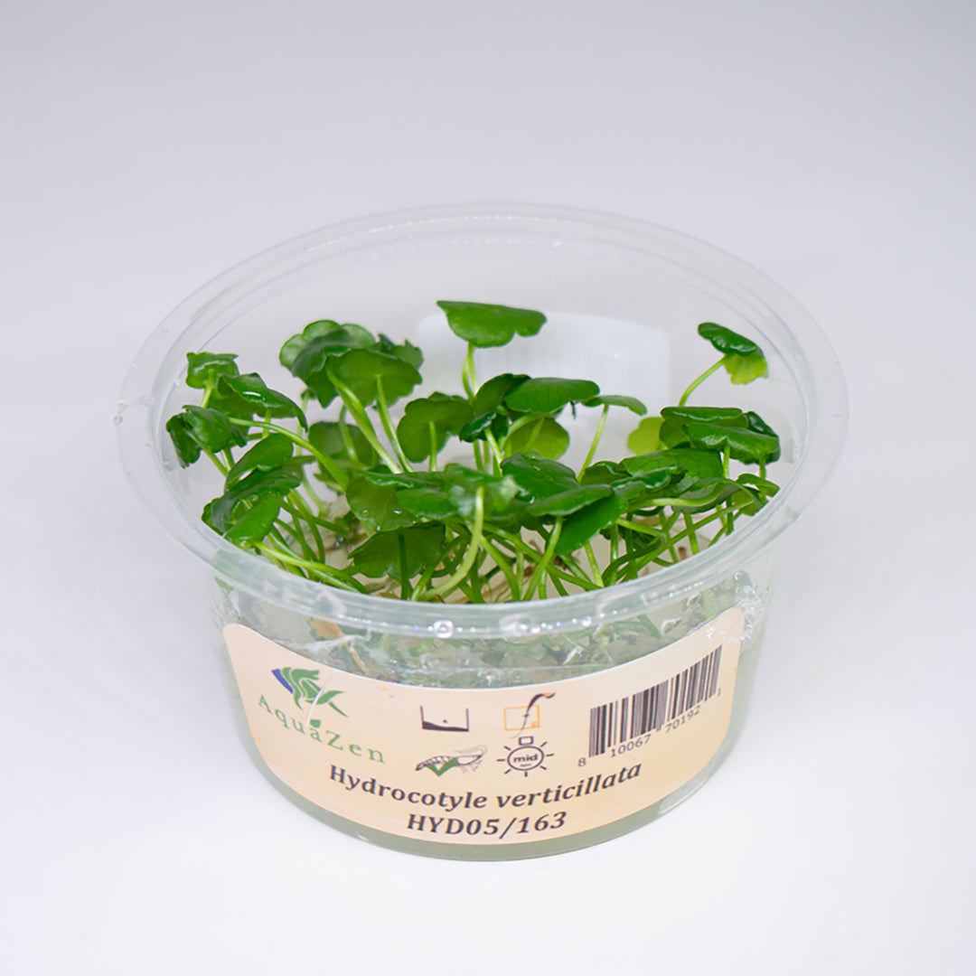 Whorled Pennywort (Hydrocotyle Verticillata) Tissue Culture