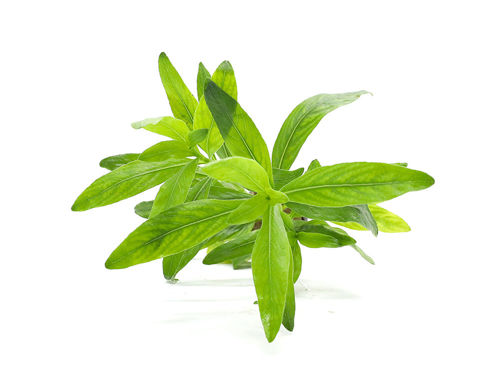 Hygrophila Odora – Freshwater Aquarium Plant (Potted)