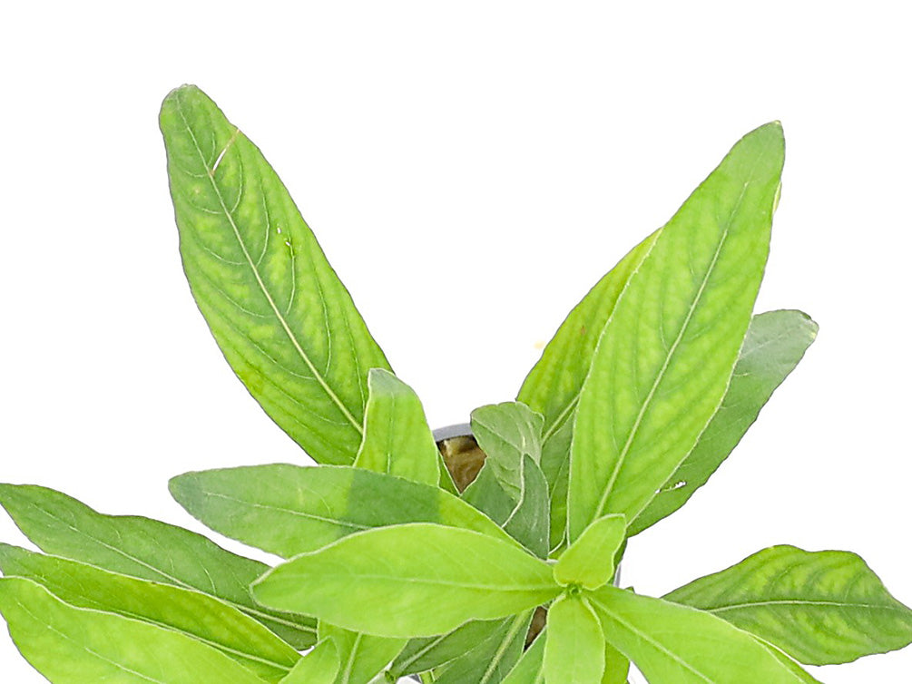 Hygrophila Odora – Freshwater Aquarium Plant (Potted)