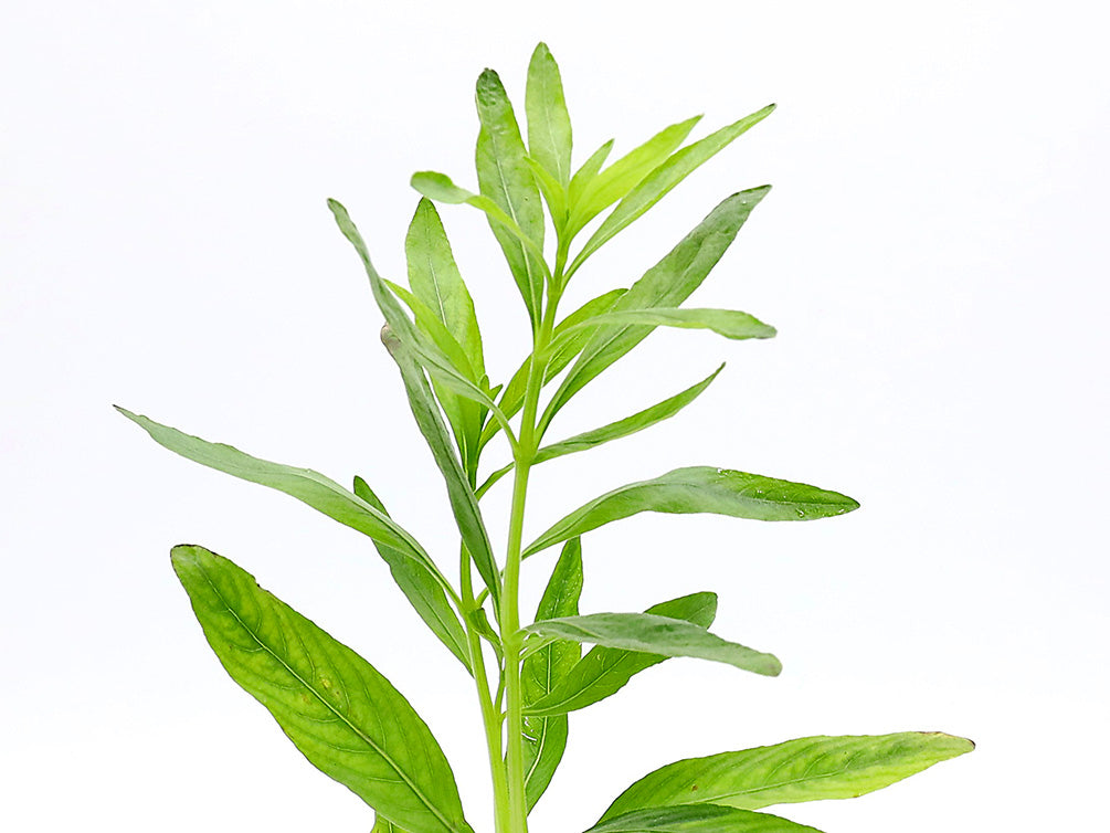 Hygrophila Odora – Freshwater Aquarium Plant (Potted)
