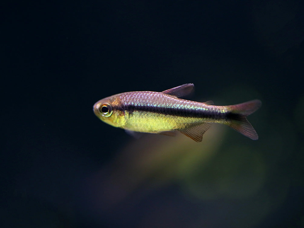 Imperial Lapis Tetra (Hyphessobrycon sp. "Lapis Imperialis") – Tank Bred
