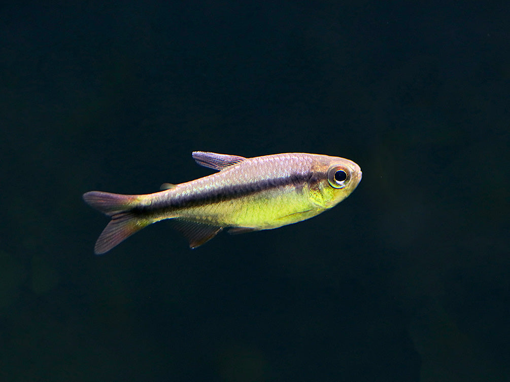 Imperial Lapis Tetra (Hyphessobrycon sp. "Lapis Imperialis") – Tank Bred