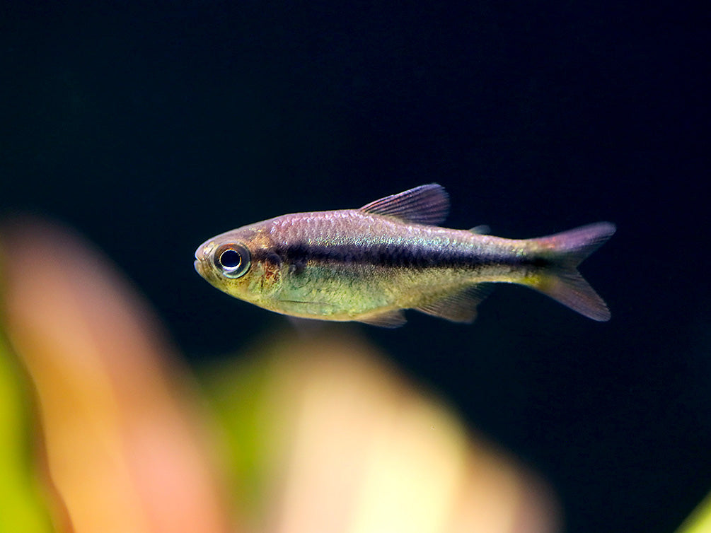 Imperial Lapis Tetra (Hyphessobrycon sp. "Lapis Imperialis") – Tank Bred