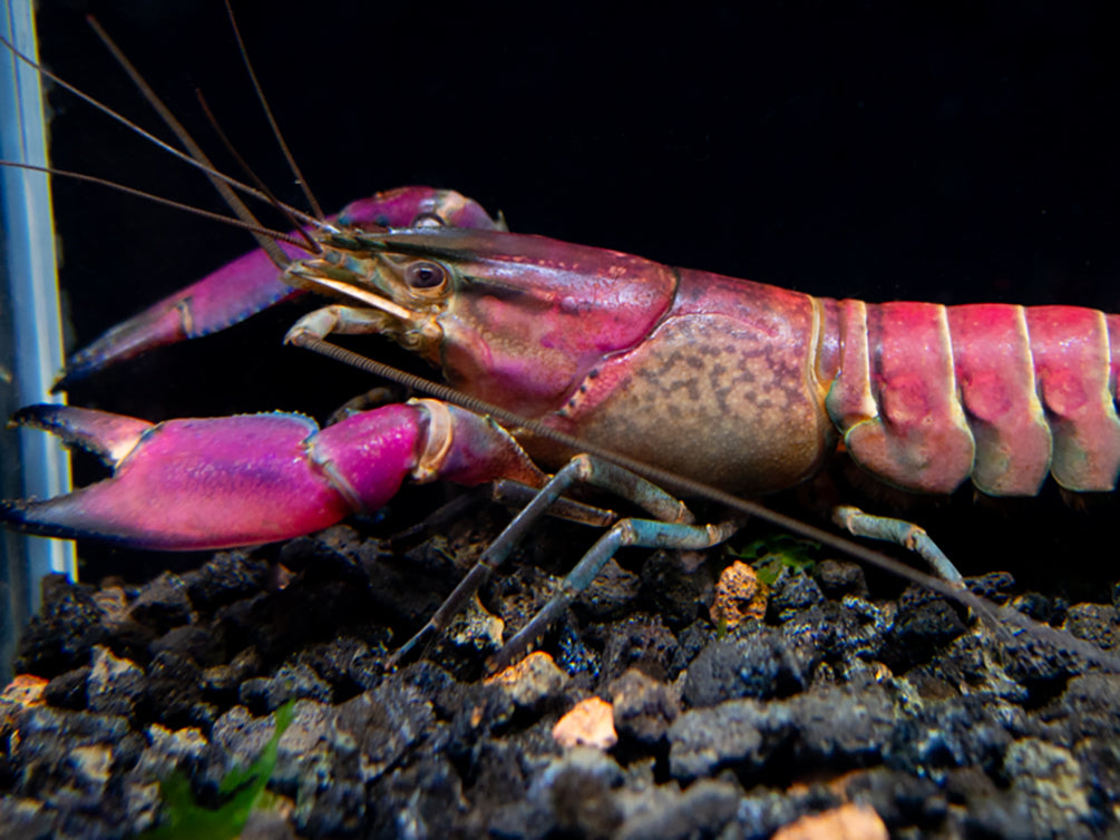 Imperial Purple Crayfish (Cherax alyciae)