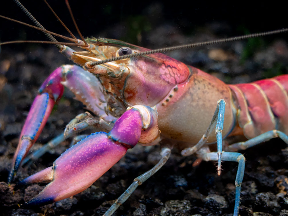 Imperial Purple Crayfish (Cherax alyciae)