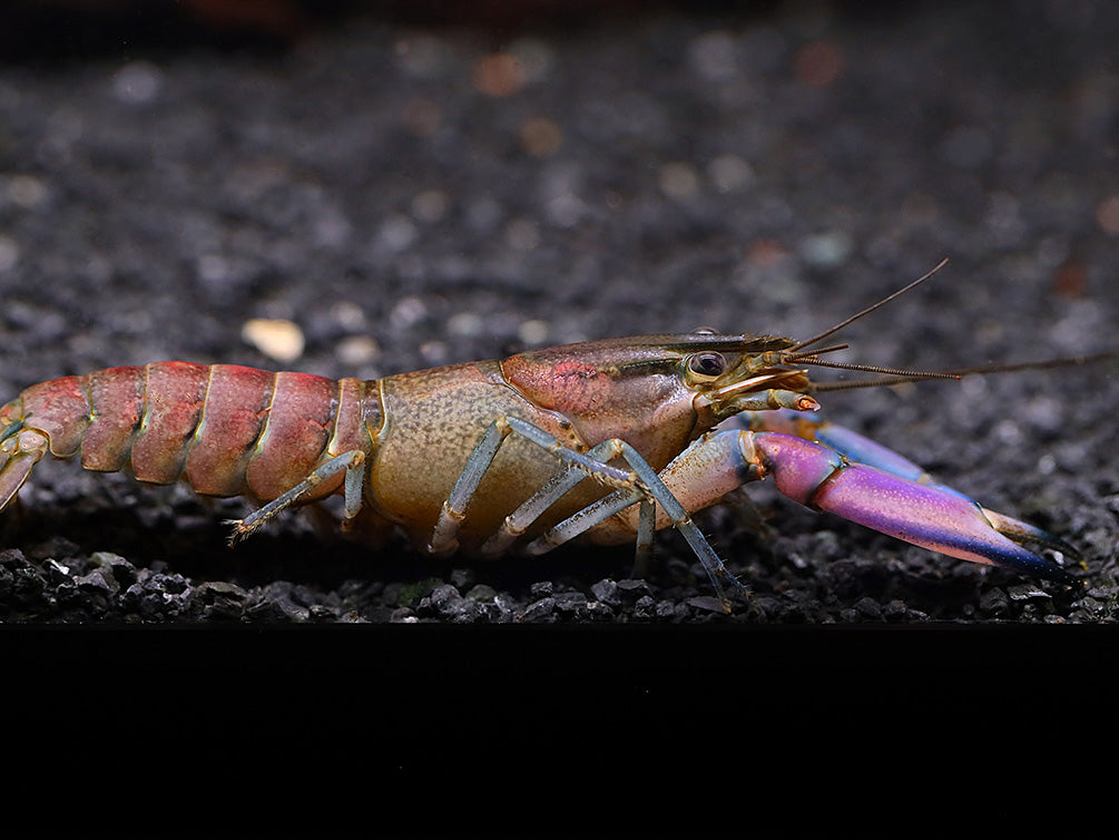 Imperial Purple Crayfish (Cherax alyciae)