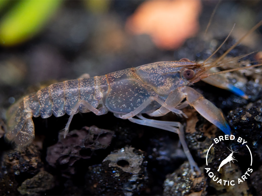 Imperial Purple Crayfish (Cherax alyciae)