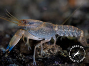 Imperial Purple Crayfish (Cherax alyciae)