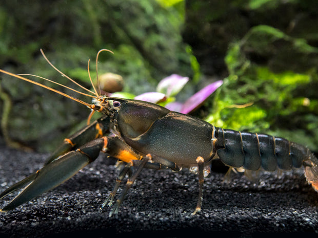 Indigo Blue AKA Black Scorpion Crayfish (Cherax holthuisi)