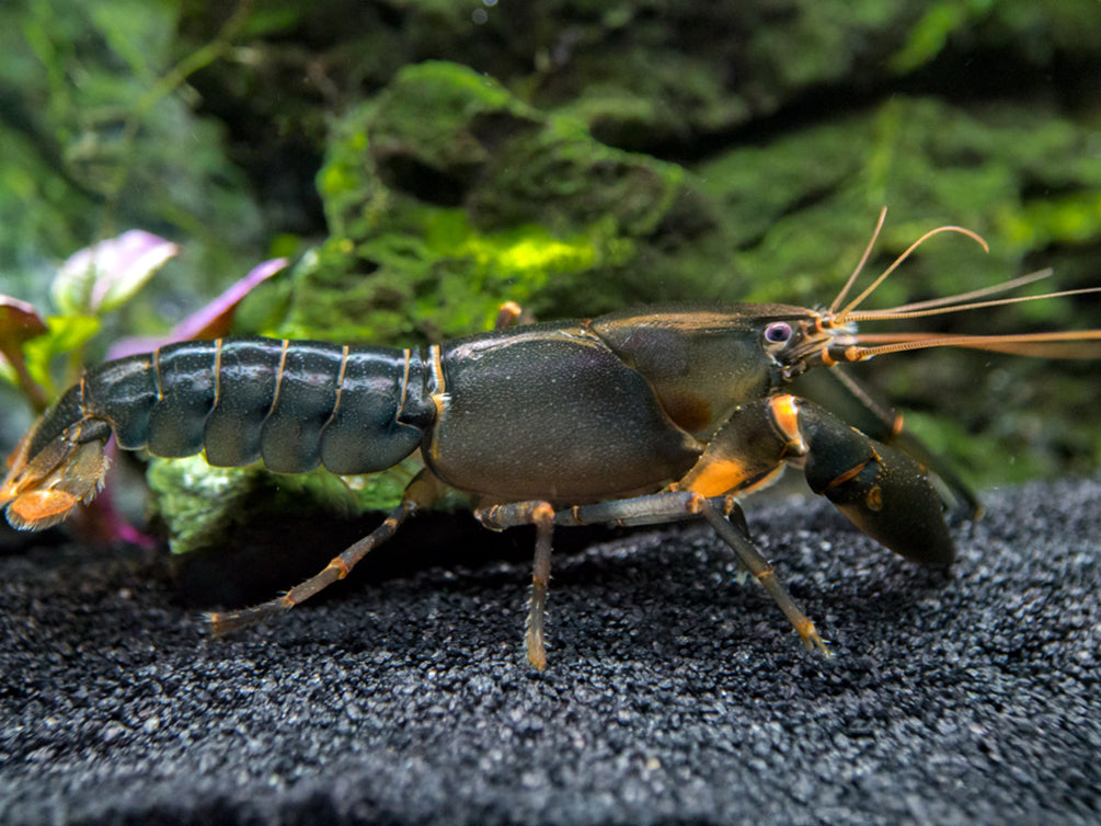 Indigo Blue AKA Black Scorpion Crayfish (Cherax holthuisi)