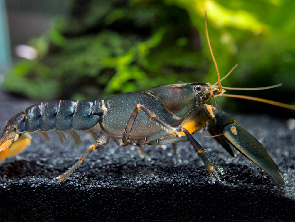 Indigo Blue AKA Black Scorpion Crayfish (Cherax holthuisi)