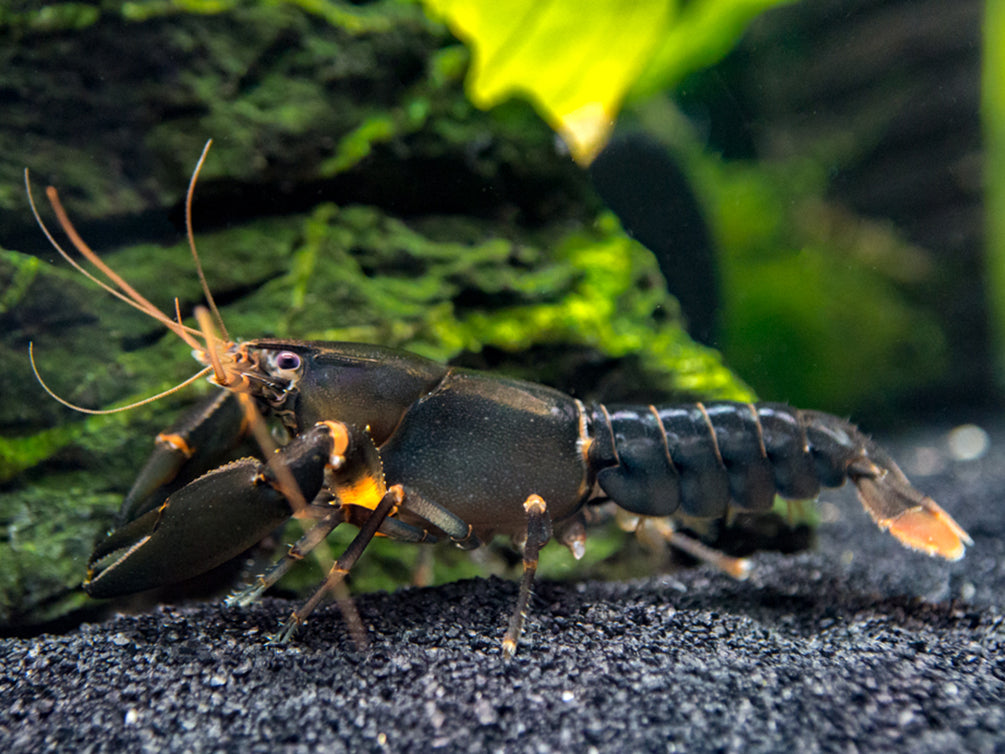 Indigo Blue AKA Black Scorpion Crayfish (Cherax holthuisi)