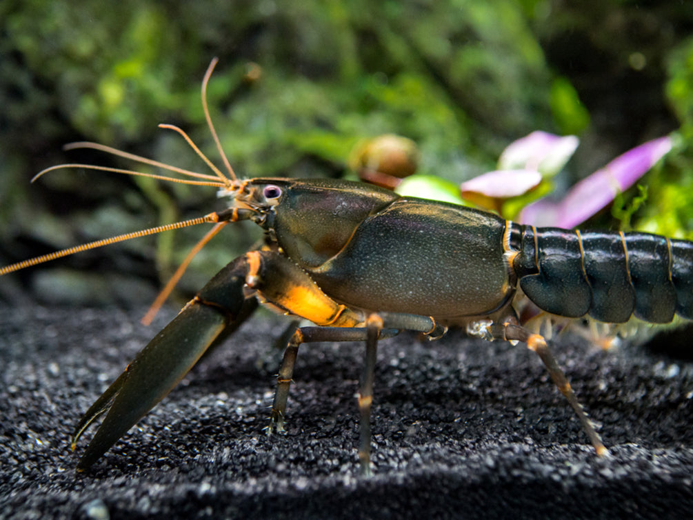 Indigo Blue AKA Black Scorpion Crayfish (Cherax holthuisi)