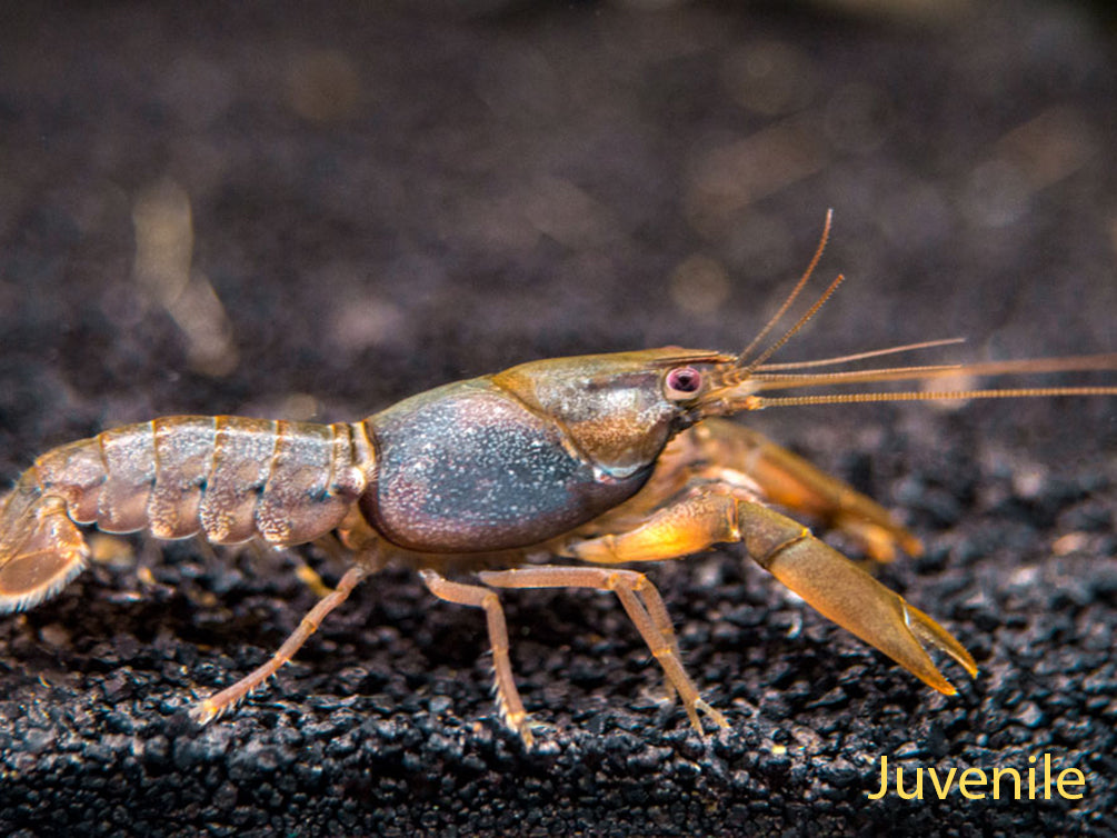 Indigo Blue AKA Black Scorpion Crayfish (Cherax holthuisi)