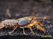 Indigo Blue AKA Black Scorpion Crayfish (Cherax holthuisi)