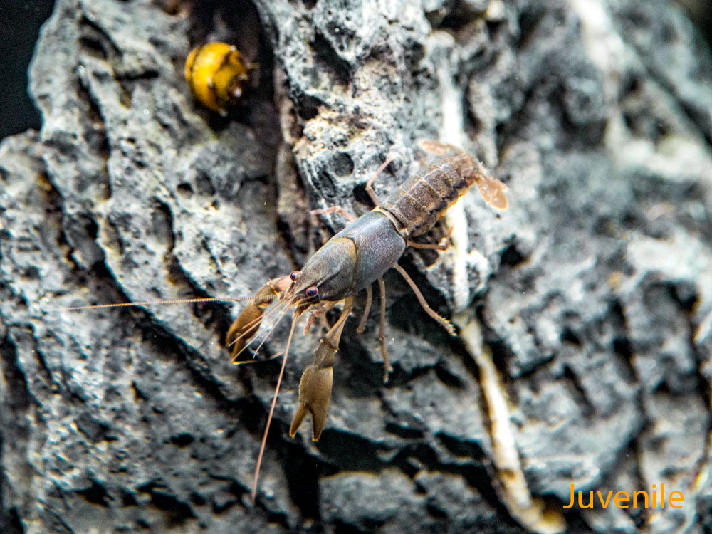 Indigo Blue AKA Black Scorpion Crayfish (Cherax holthuisi)