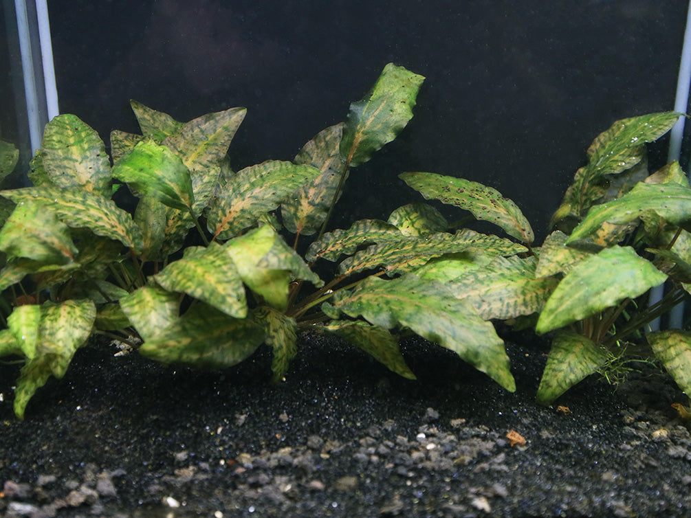 Rosen Maiden Crypt.  (Cryptocoryne nurii 'Rosen Maiden') Potted