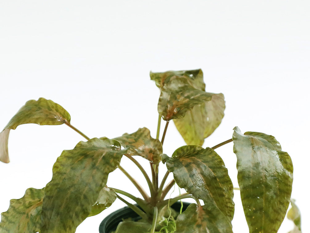 Rosen Maiden Crypt.  (Cryptocoryne nurii 'Rosen Maiden') Potted