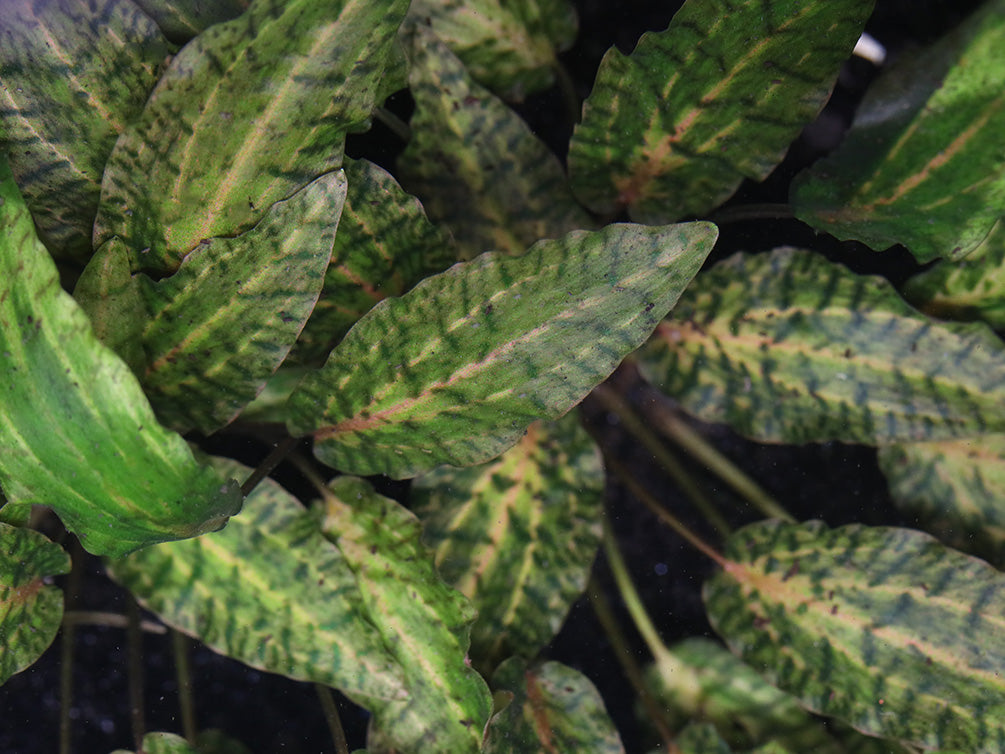 Rosen Maiden Crypt.  (Cryptocoryne nurii 'Rosen Maiden') Potted