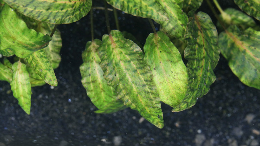 Rosen Maiden Crypt.  (Cryptocoryne nurii 'Rosen Maiden') Potted