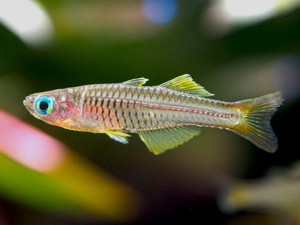 Ivantsoff's Blue Eye Rainbowfish (Pseudomugil ivantsoffi) - Tank-Bred!