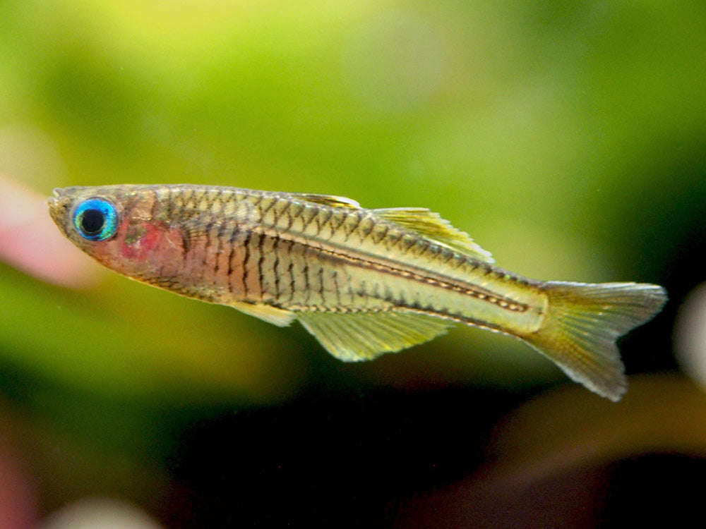 Ivantsoff's Blue Eye Rainbowfish (Pseudomugil ivantsoffi) - Tank-Bred!