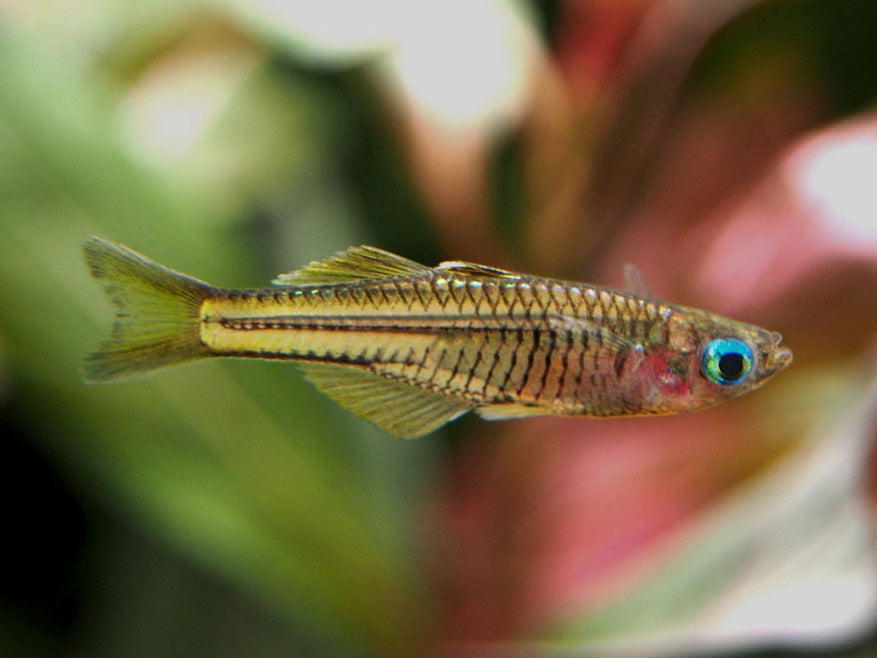 Ivantsoff's Blue Eye Rainbowfish (Pseudomugil ivantsoffi) - Tank-Bred!