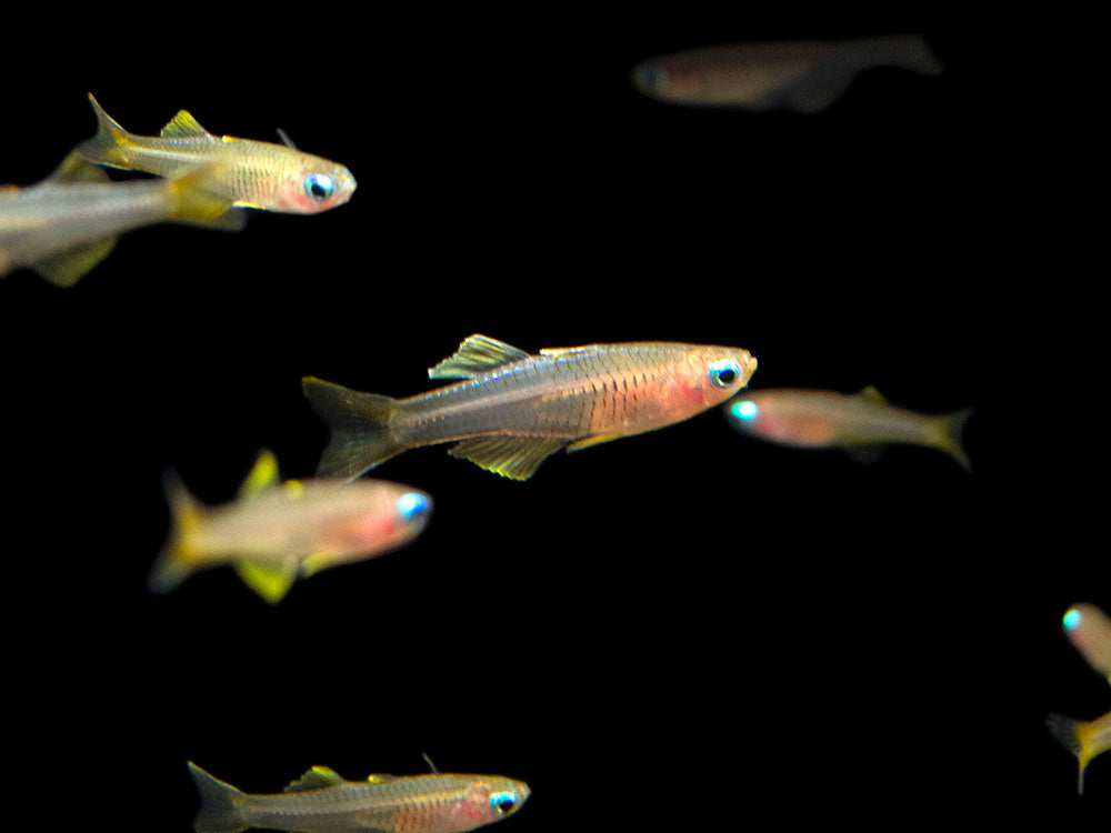 Ivantsoff's Blue Eye Rainbowfish (Pseudomugil ivantsoffi) - Tank-Bred!