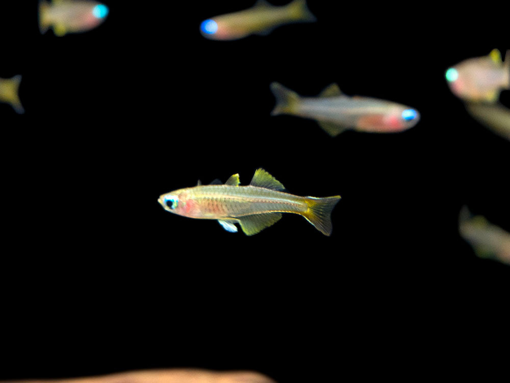 Ivantsoff's Blue Eye Rainbowfish (Pseudomugil ivantsoffi) - Tank-Bred!