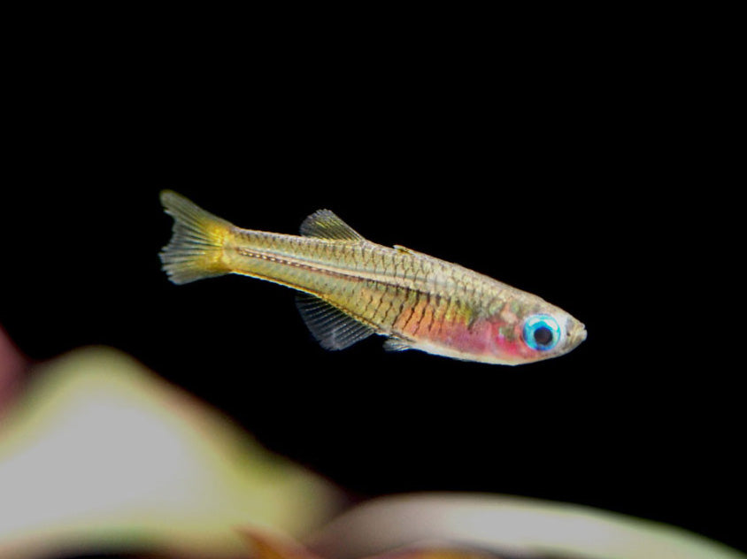 Ivantsoff's Blue Eye Rainbowfish (Pseudomugil ivantsoffi) - Tank-Bred!