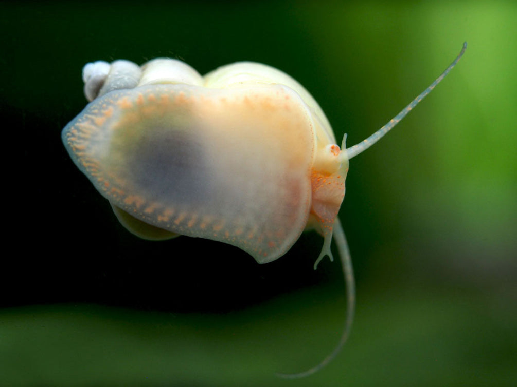 Ivory White Mystery Snail Breeder Combo Box