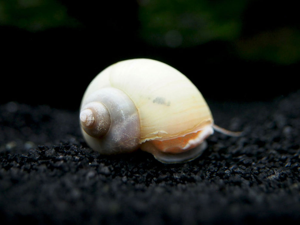 Ivory White Mystery Snail Breeder Combo Box