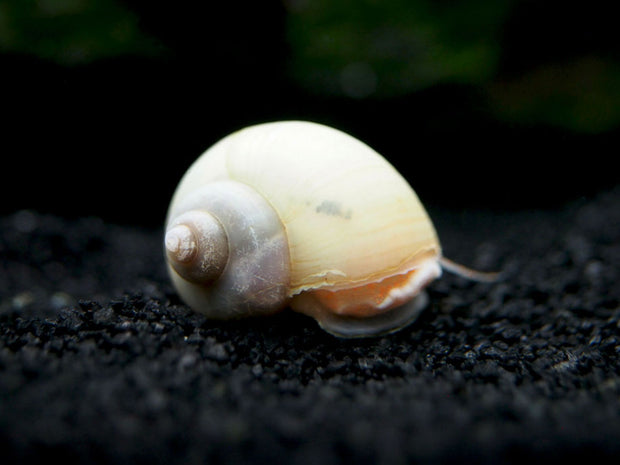 Aquatic Arts Ivory White Mystery Snails for sale