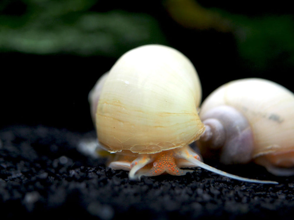 SUPER DELUXE Multi-Color Mystery Snail Combo Pack (Pomacea bridgesii) - Tank-Bred!