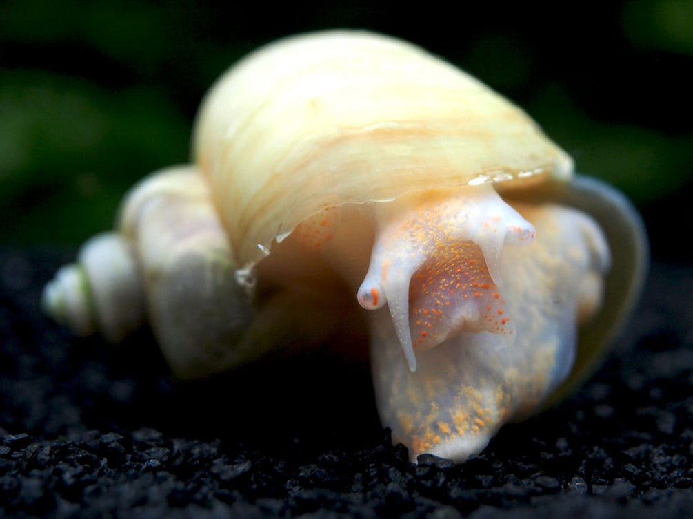 Aquatic Arts Ivory White Mystery Snails for sale