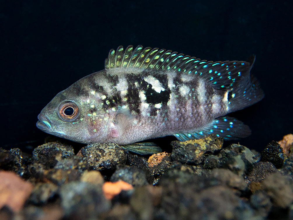 Jack Dempsey Cichlid for sale